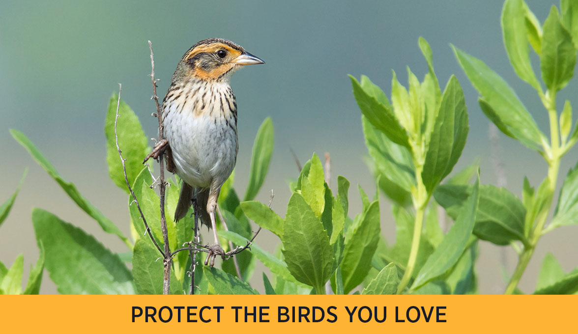 Saltmarsh Sparrow.