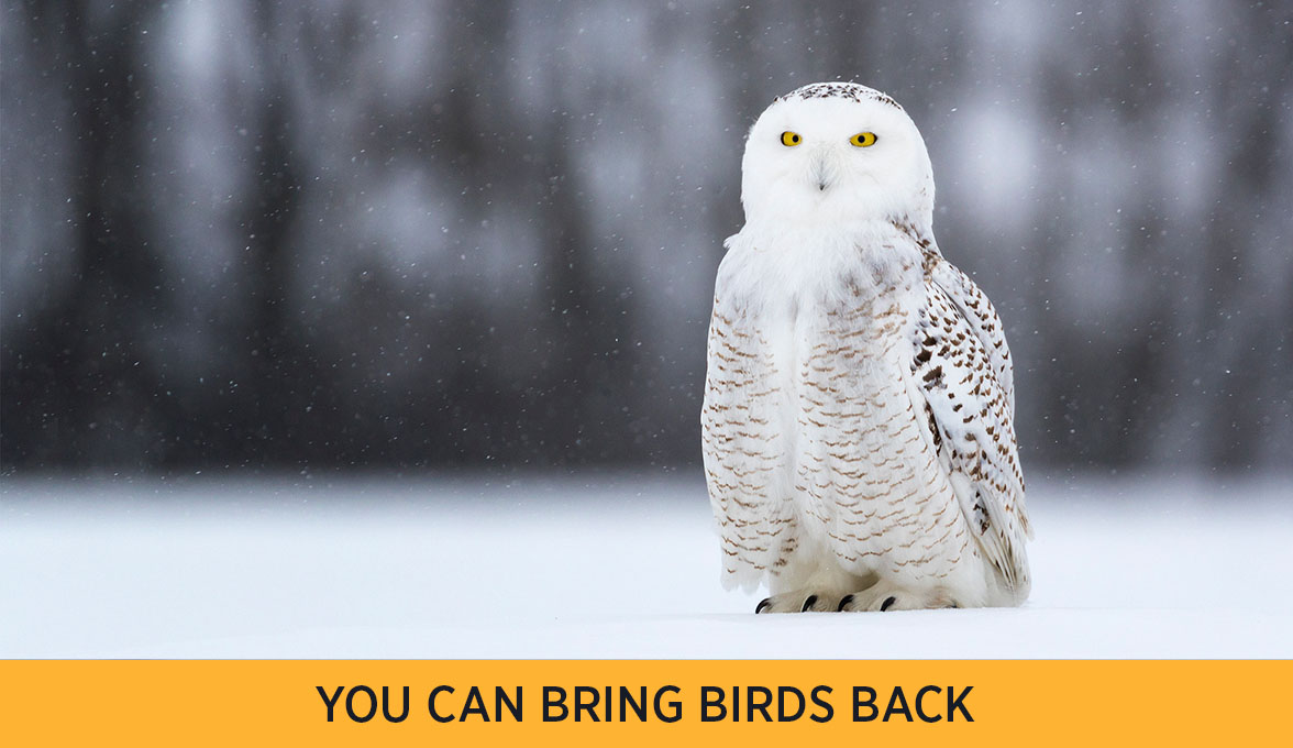 Snowy Owl.