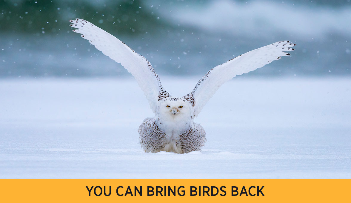 Snowy Owl.