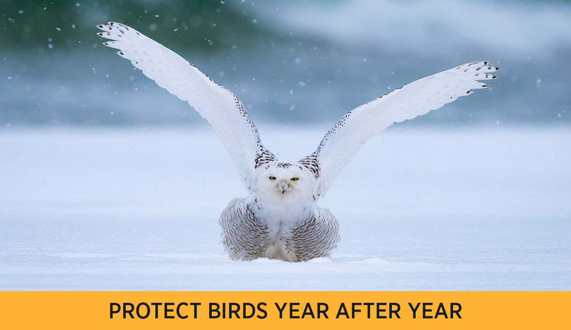 PROTECT BIRDS YEAR AFTER YEAR
