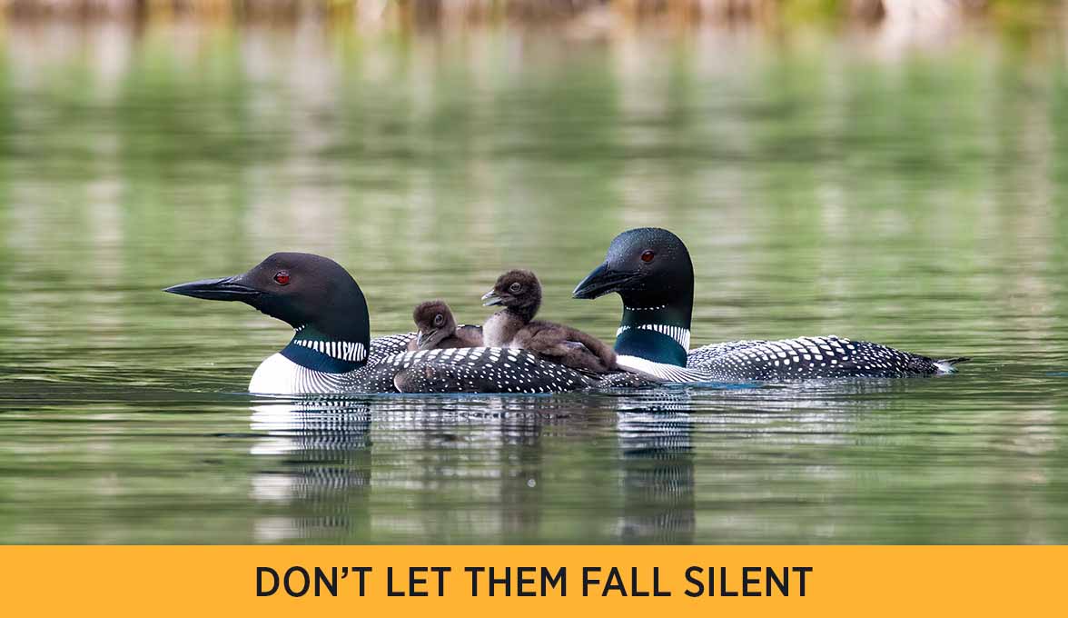 Don't let them fall silent
