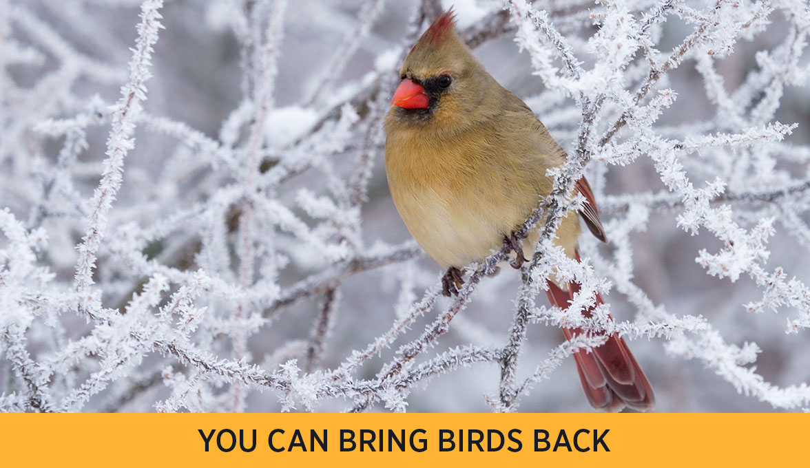 Northern Cardinal.