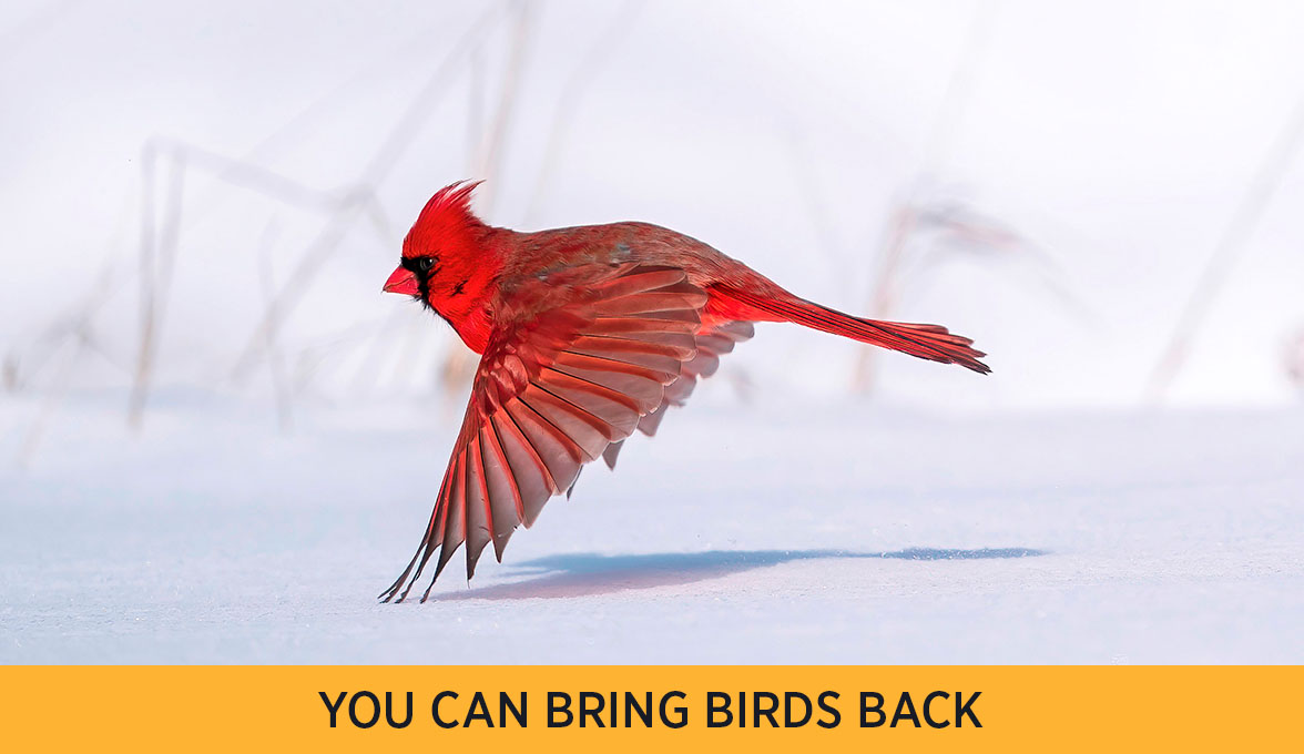 Northern Cardinal.