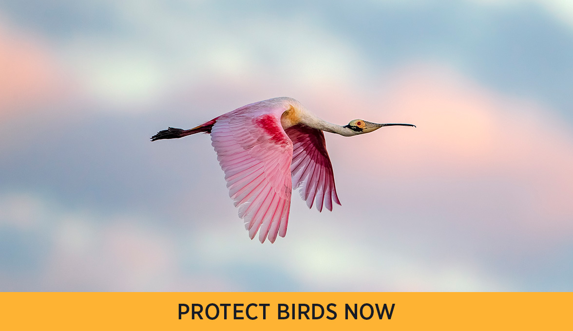 Roseate Spoonbill.