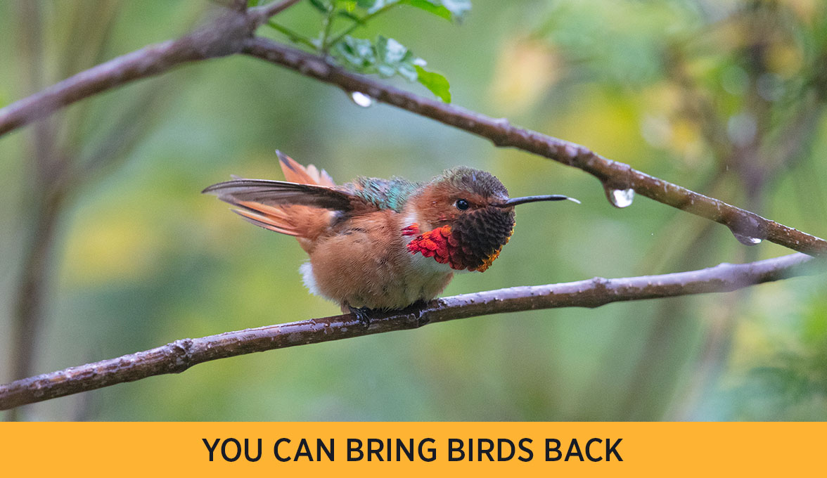 Allen's Hummingbird