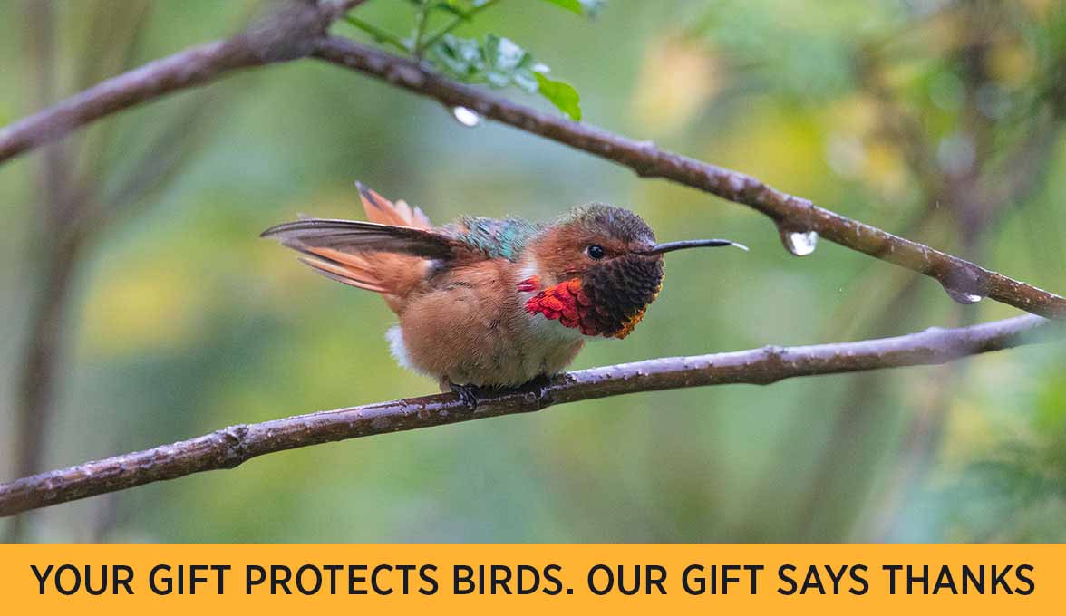 Your gift protects birds. Our gift says thanks