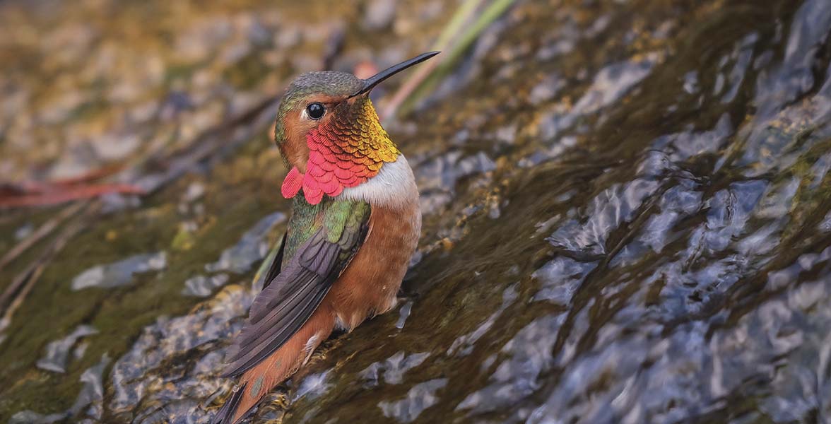 Allen's Hummingbird.