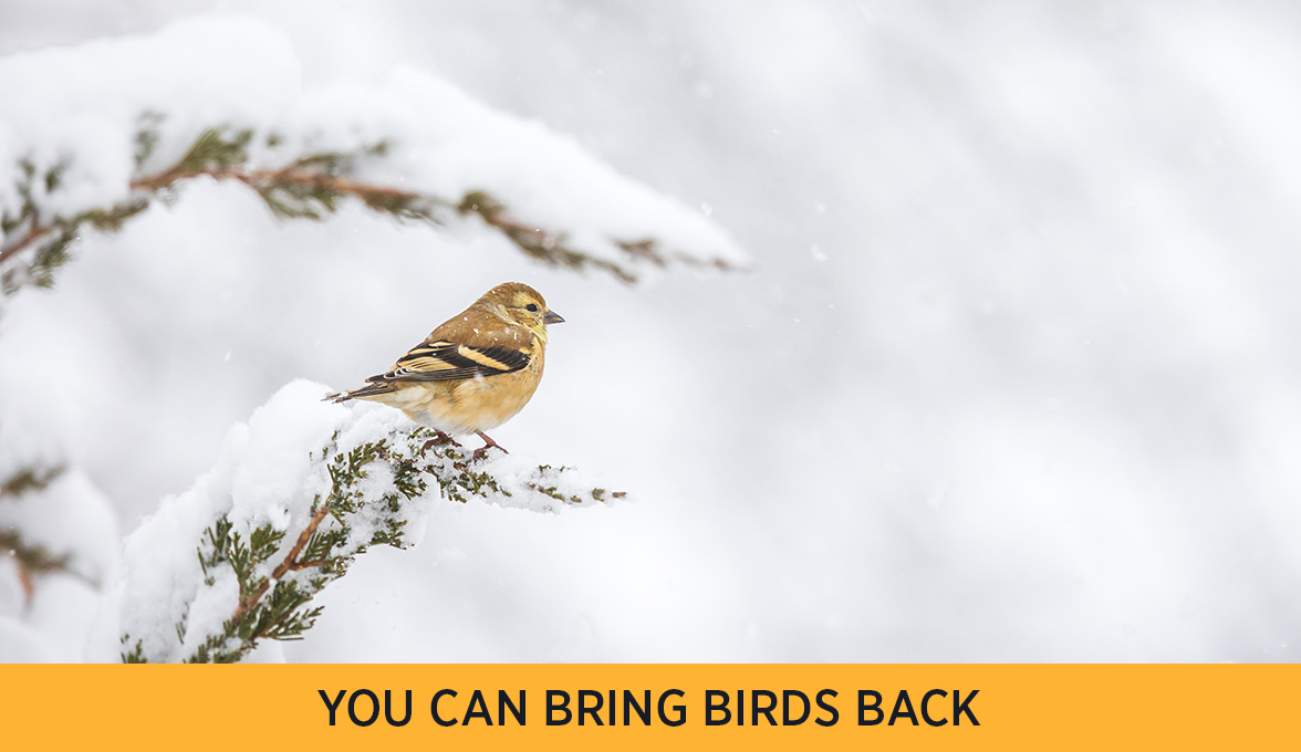 American Goldfinch.