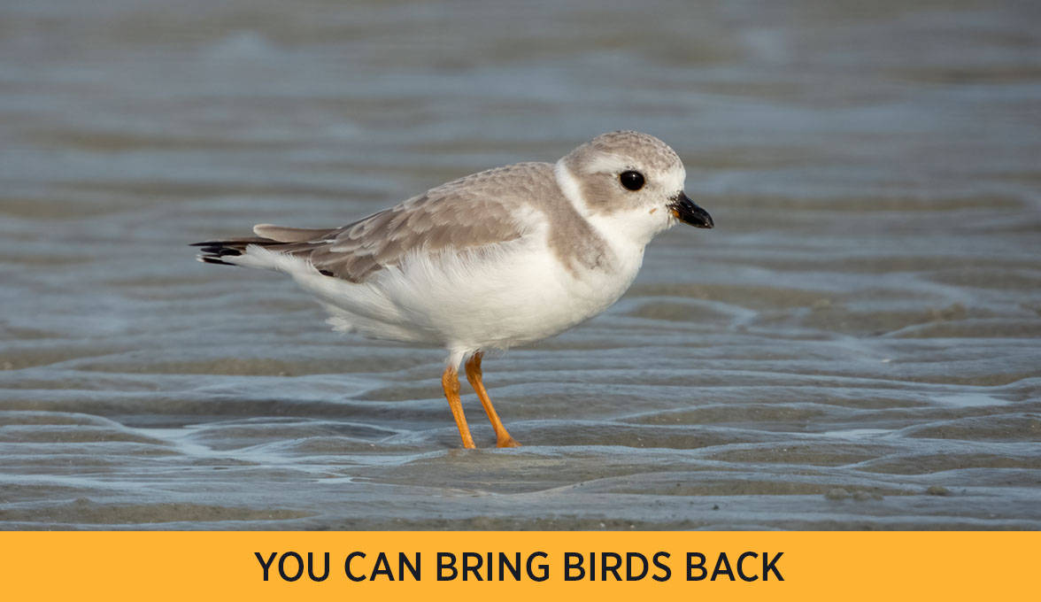 Piping Plover.