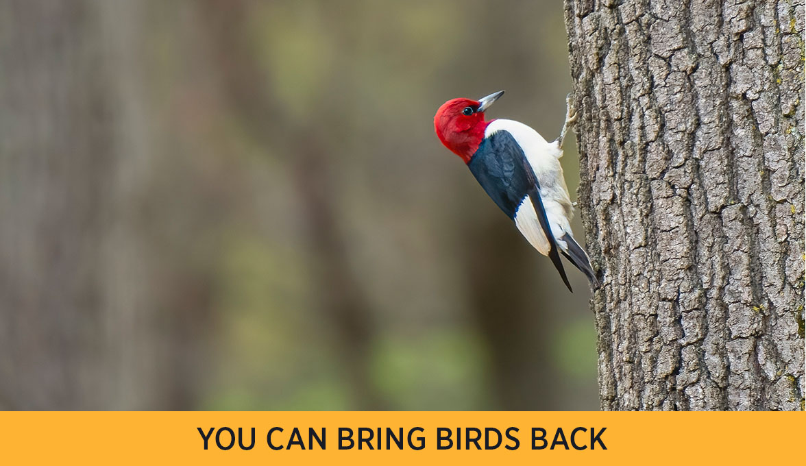 Red-headed Woodpecker.