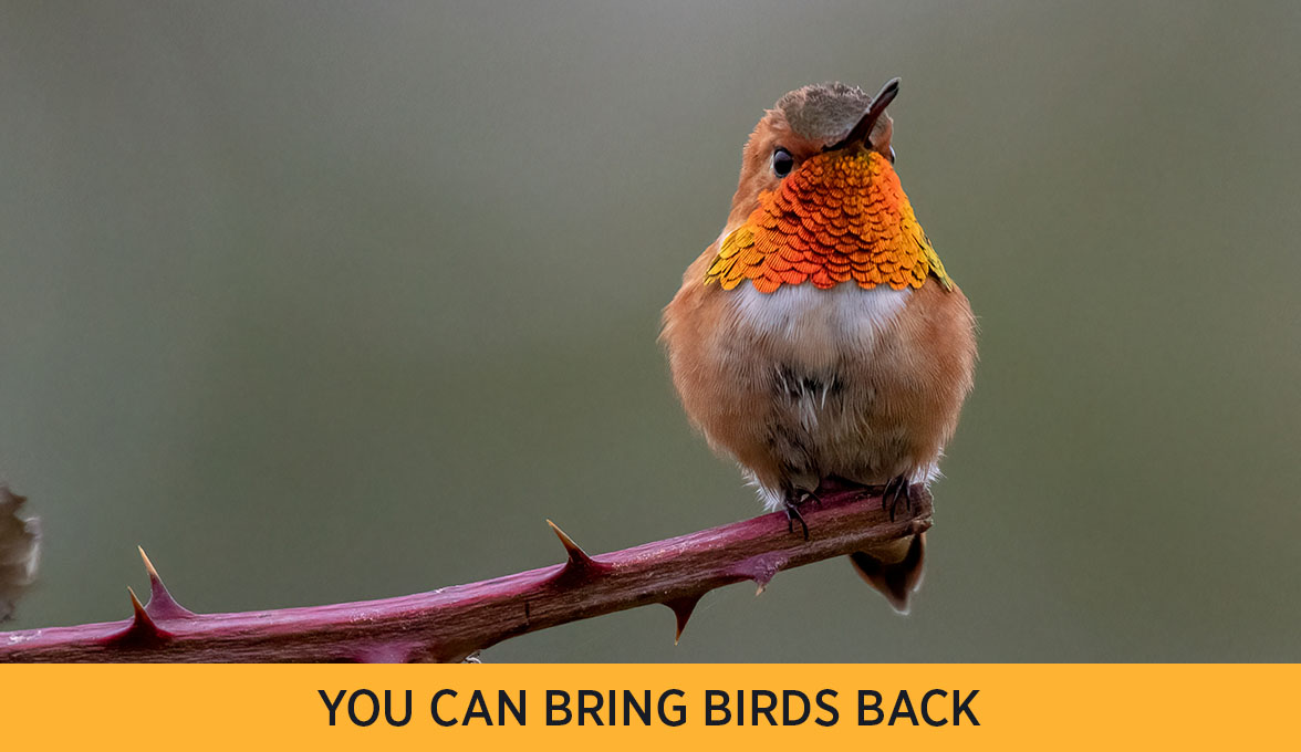 Rufous Hummingbird.