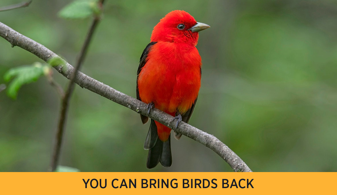 Scarlet Tanager