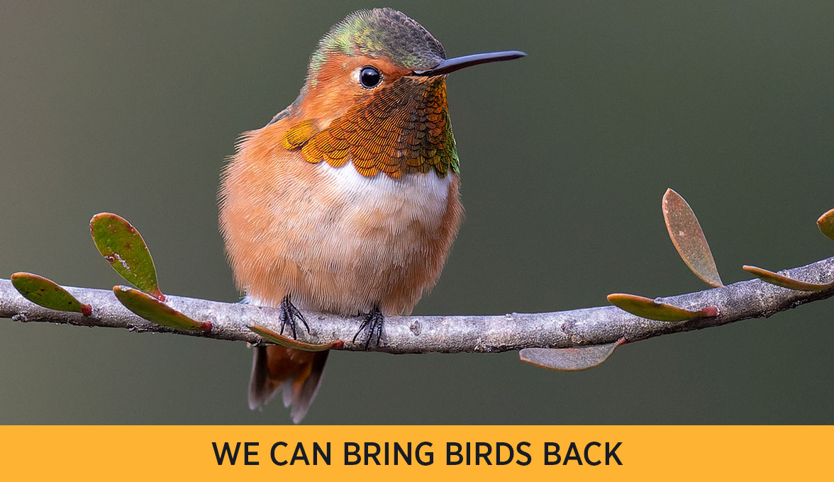 Allen's Hummingbird.