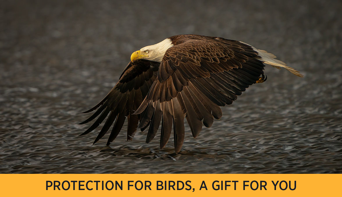 Bald Eagle.