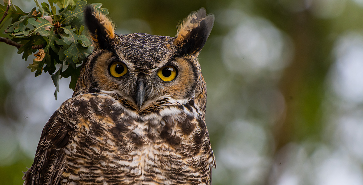 great horned owl