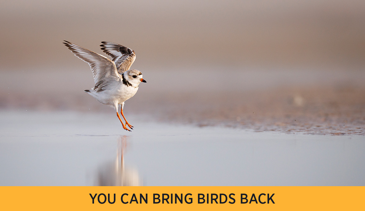 Piping Plover.