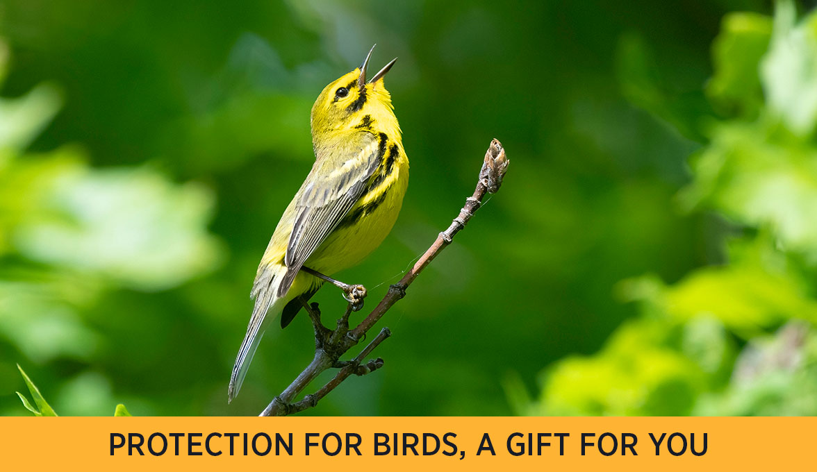 Prairie Warbler.