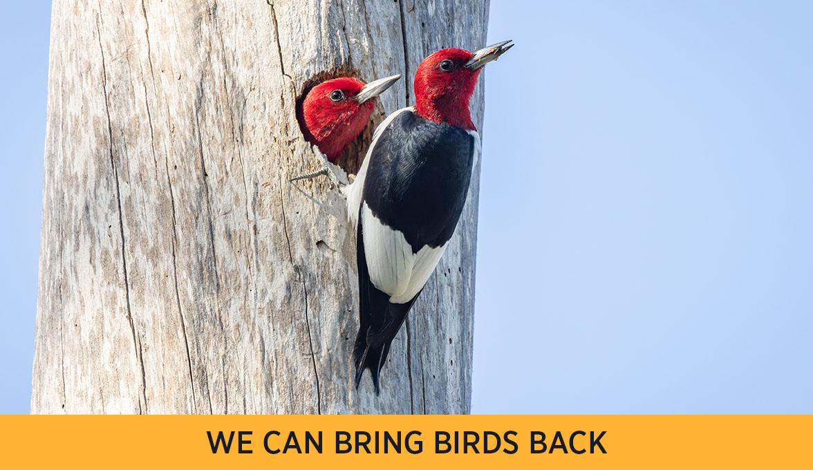 Red-headed Woodpecker.