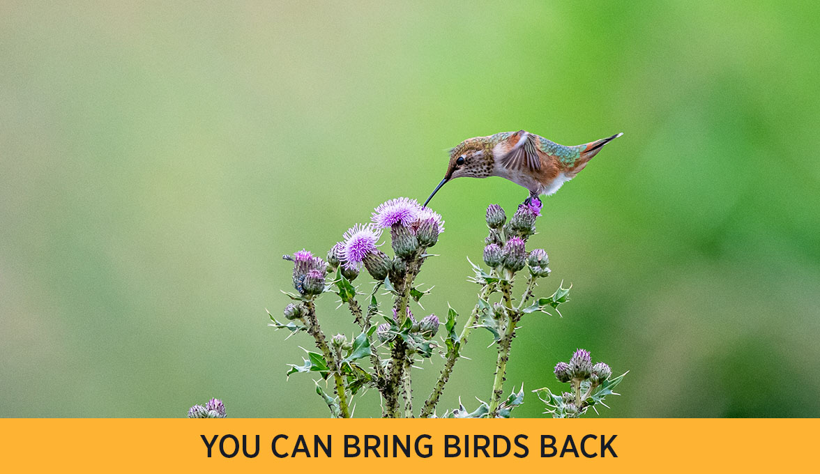 You can bring birds back