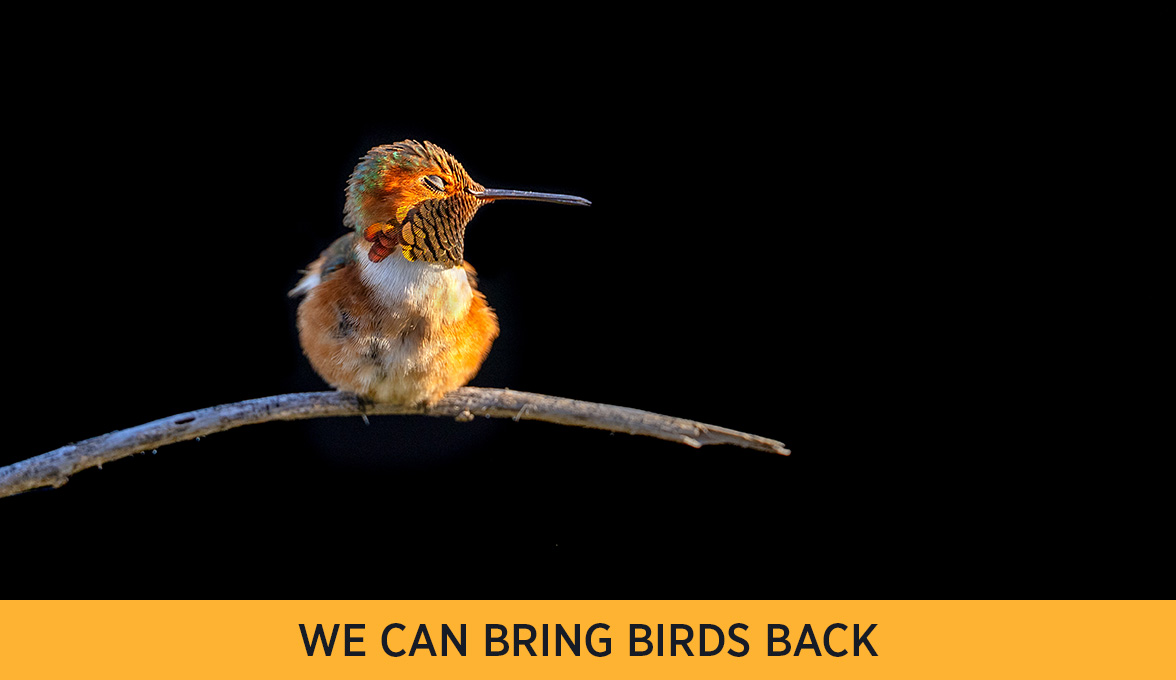 Allen's Hummingbird.