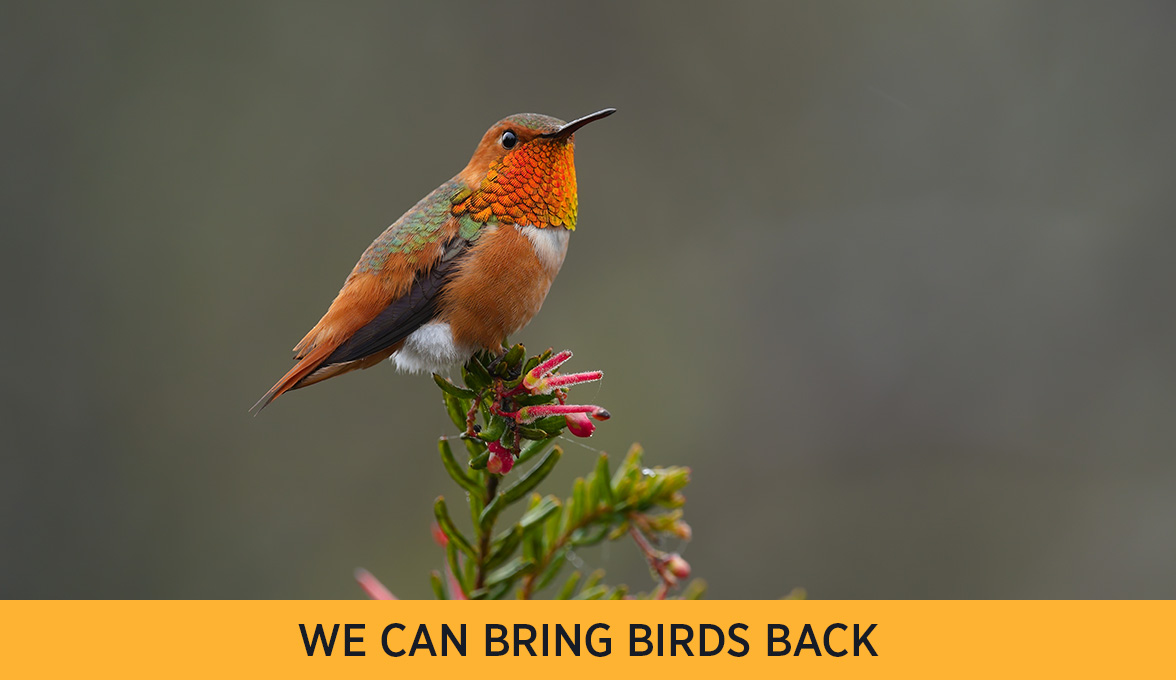 Allen's Hummingbird.