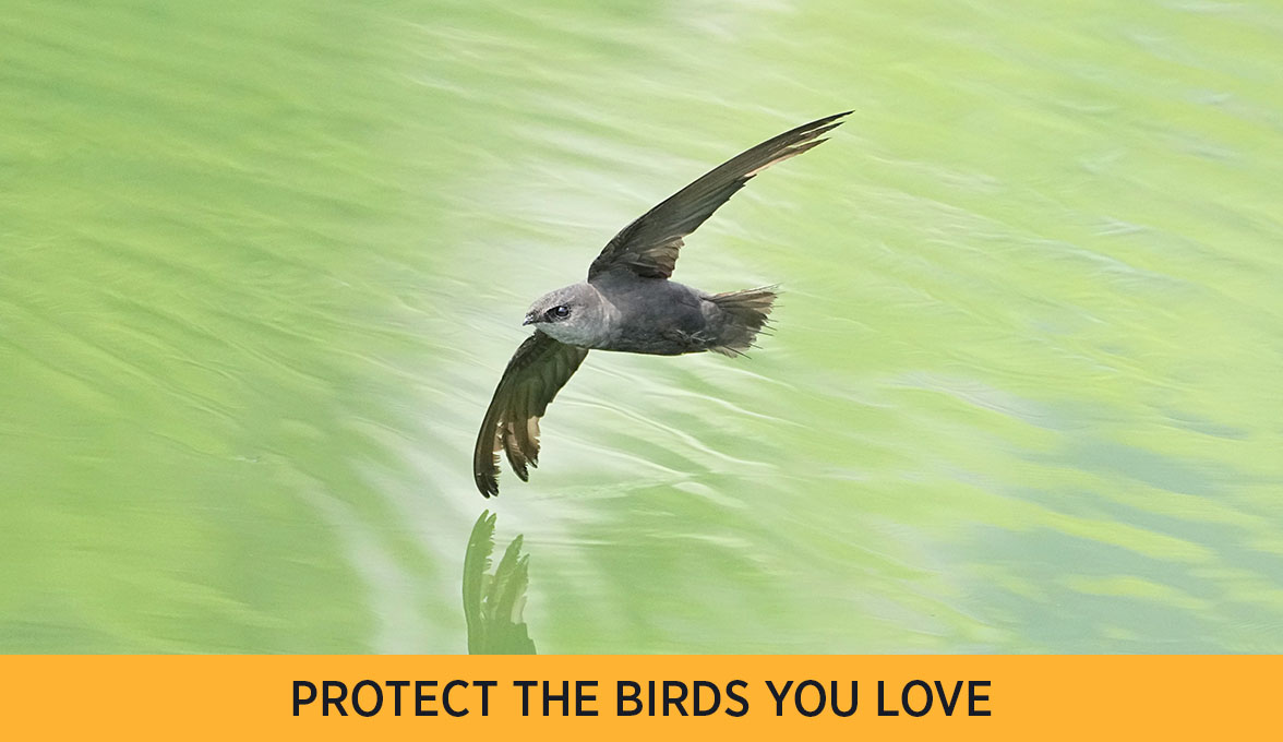 Chimney Swift.