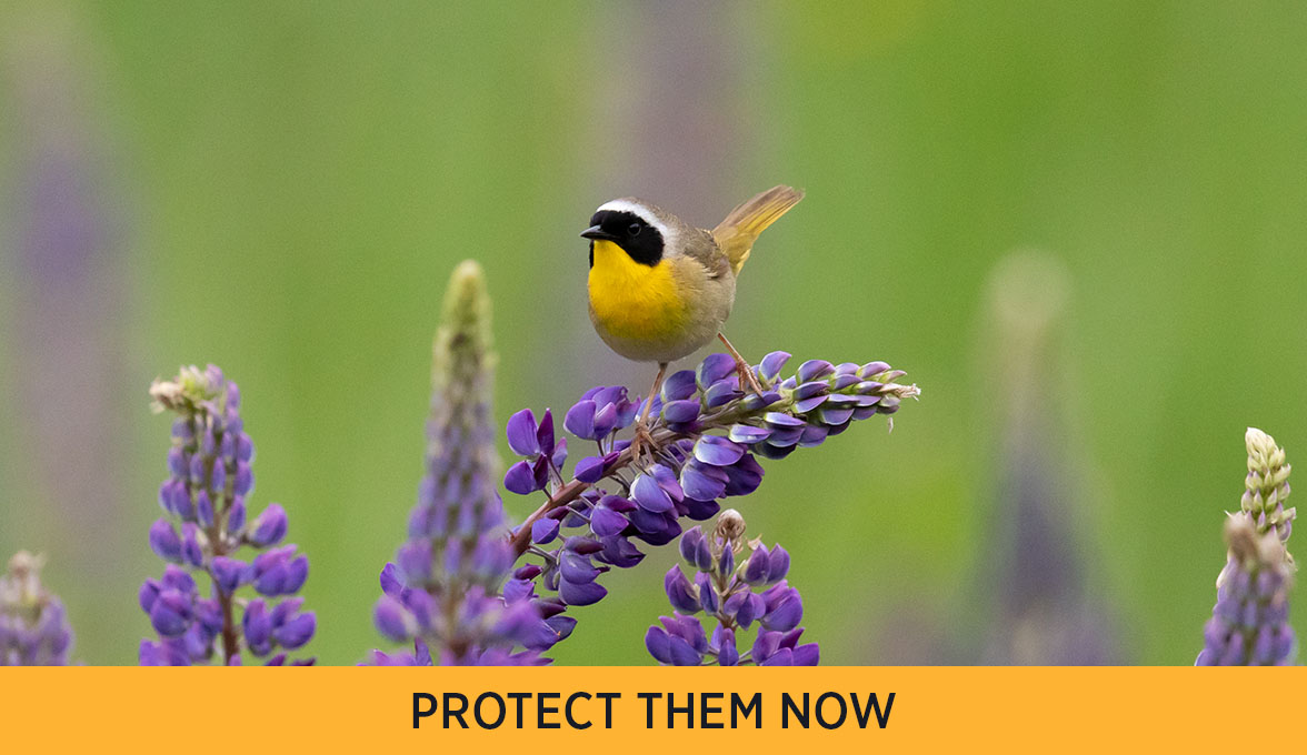 Common Yellowthroat.