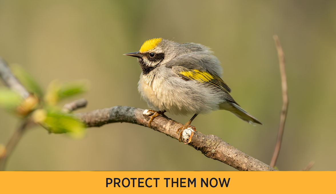 Golden-winged Warbler.