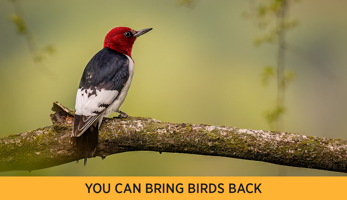Red-headed Woodpecker.