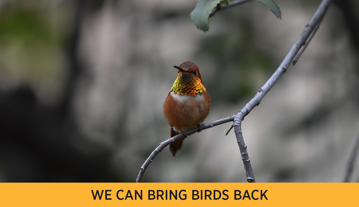 Rufous Hummingbird.