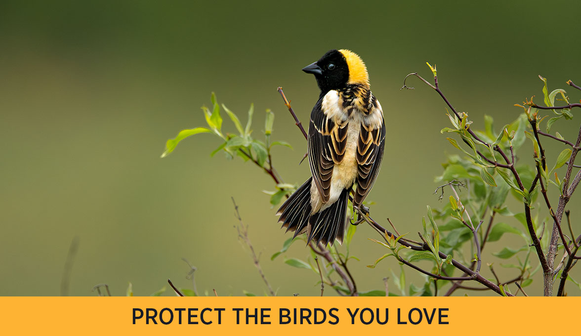 bobolink.
