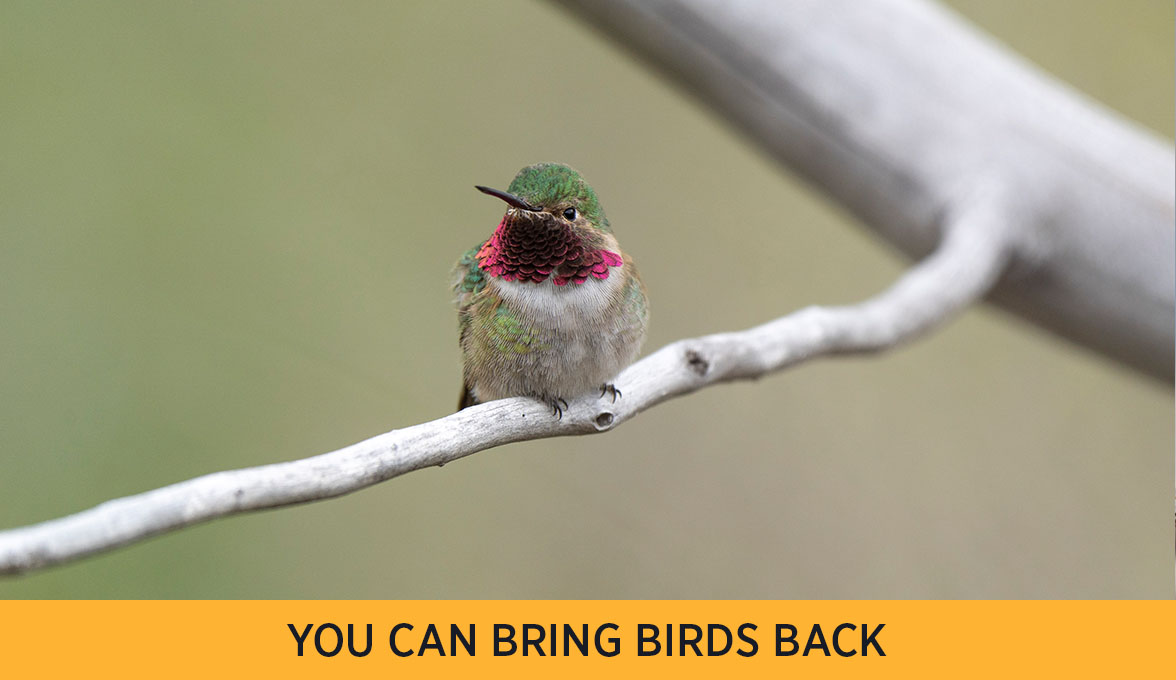 You can bring birds back