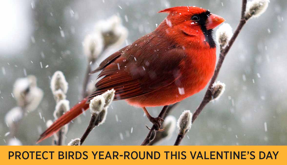 Protect birds year-round this Valentines Day