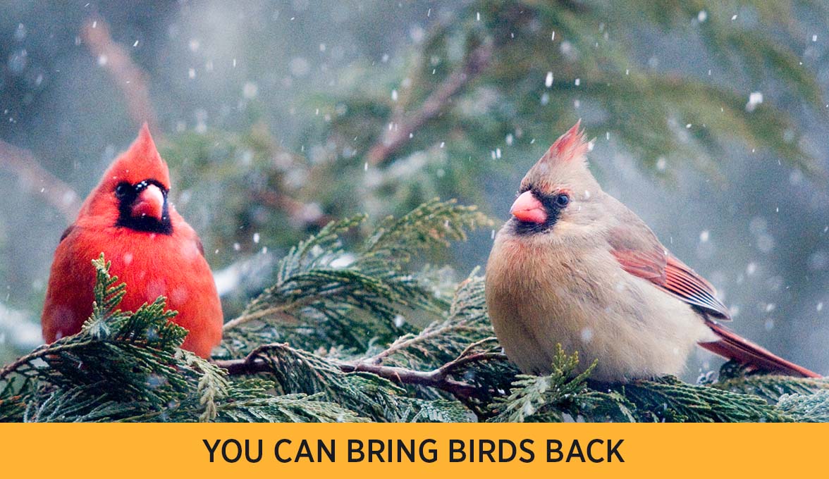 Northern Cardinals.