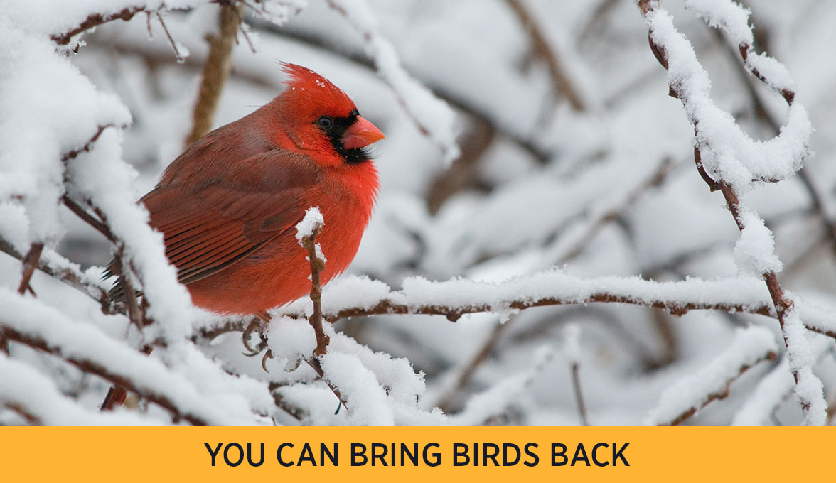 Northern Cardinal.