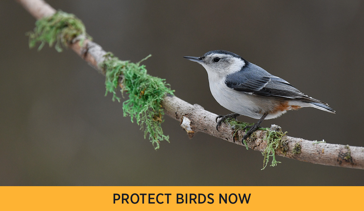 White-breasted Nuthatch.