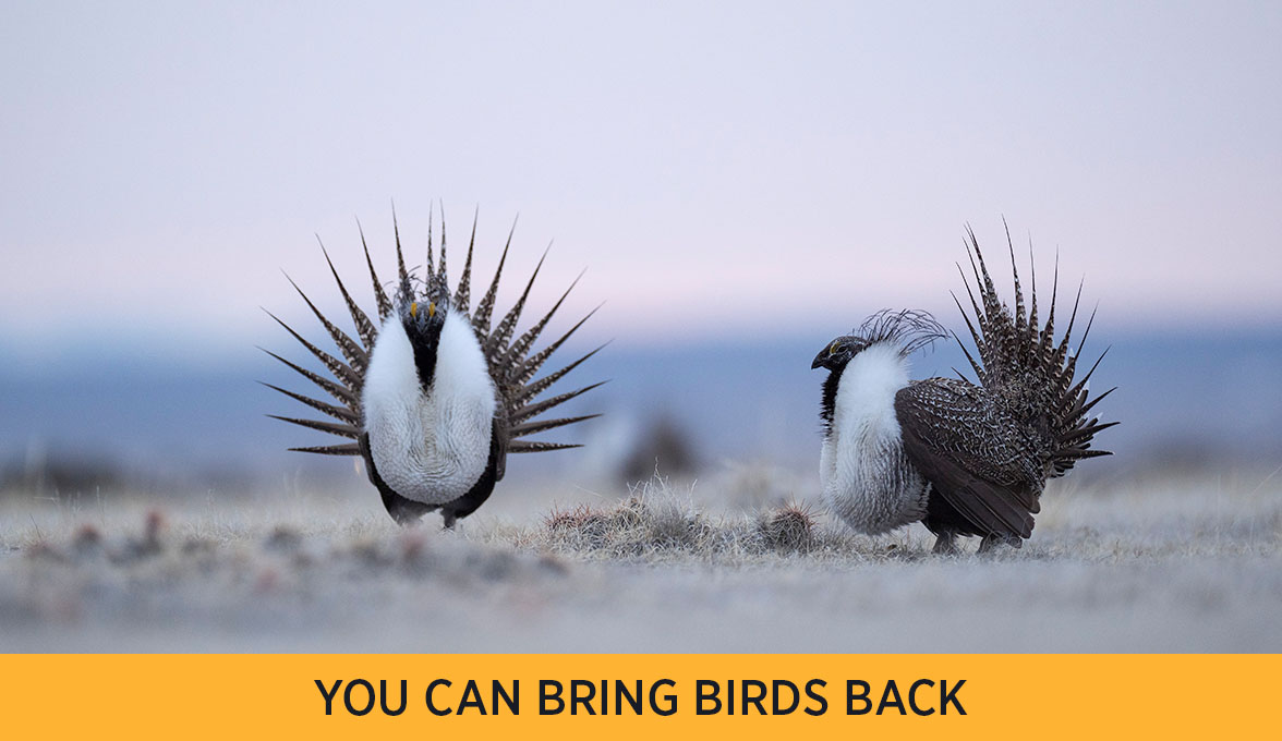 Greater Sage-Grouse