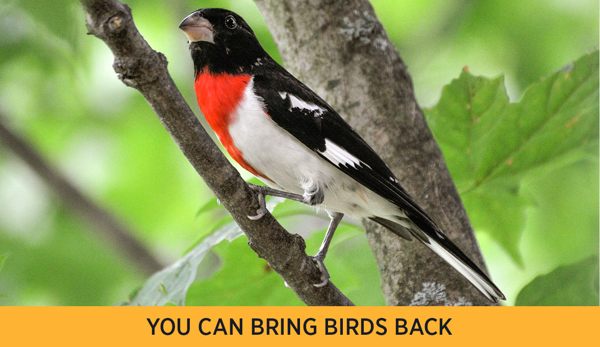 Rose-breasted Grosbeak