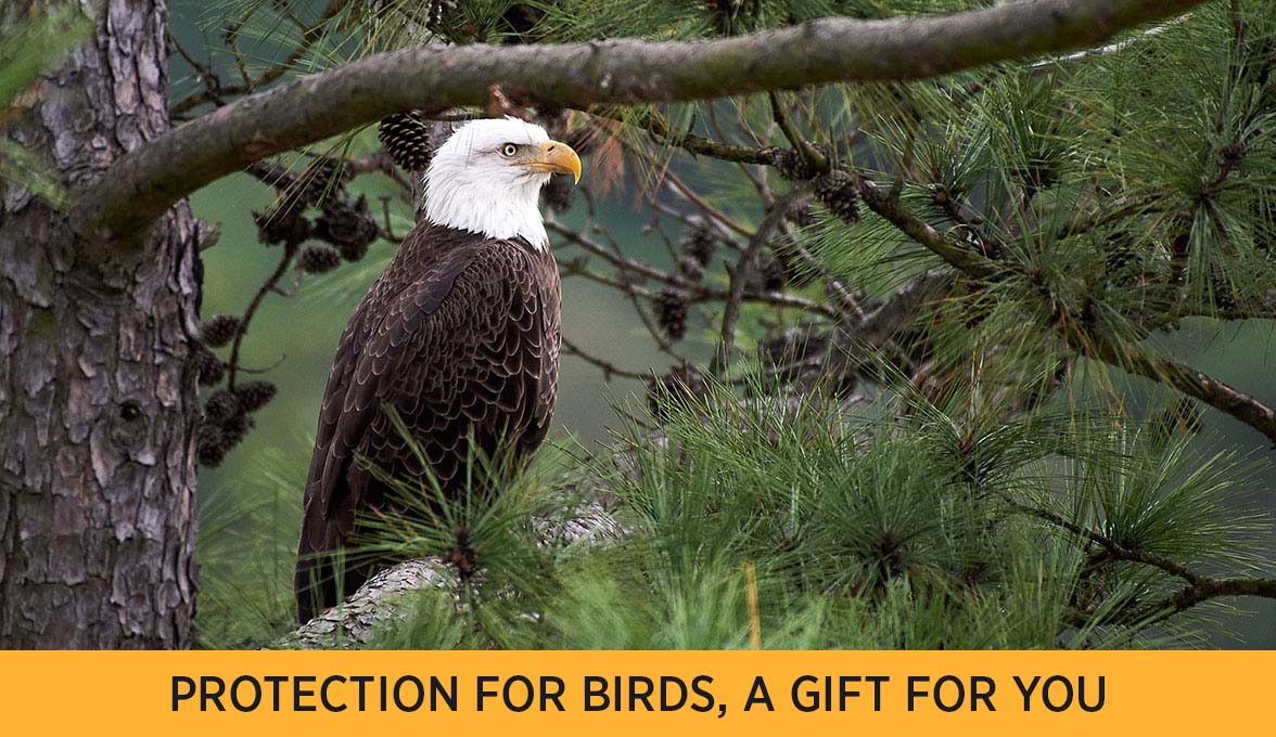 Bald Eagle.