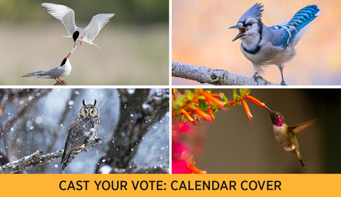 Cast your vote: Calendar Cover