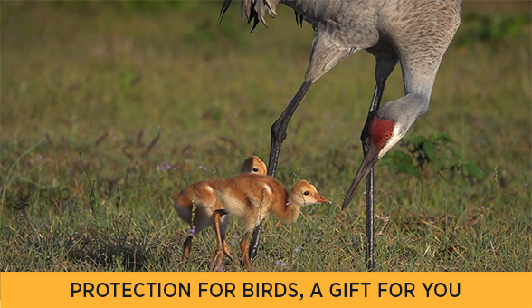 Sandhill Crane