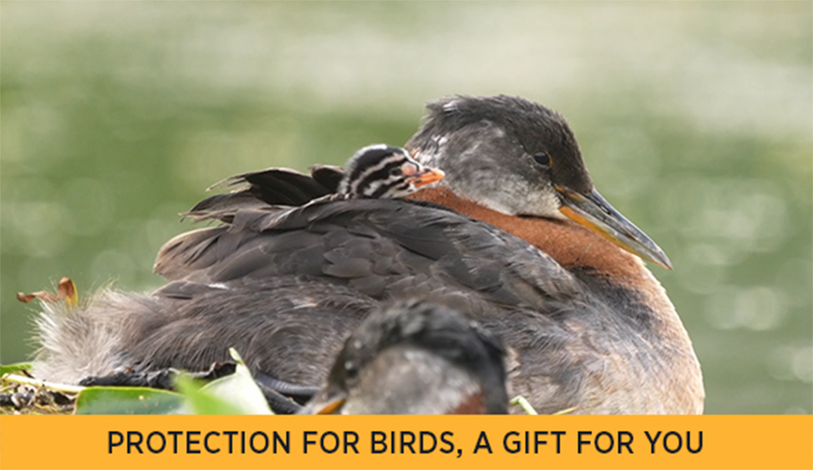 Red-necked Grebe