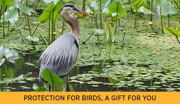 Great Blue Heron.