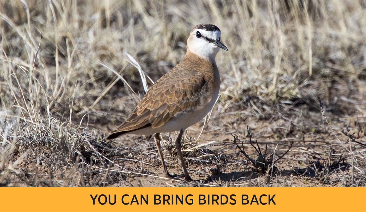 Mountain Plover.