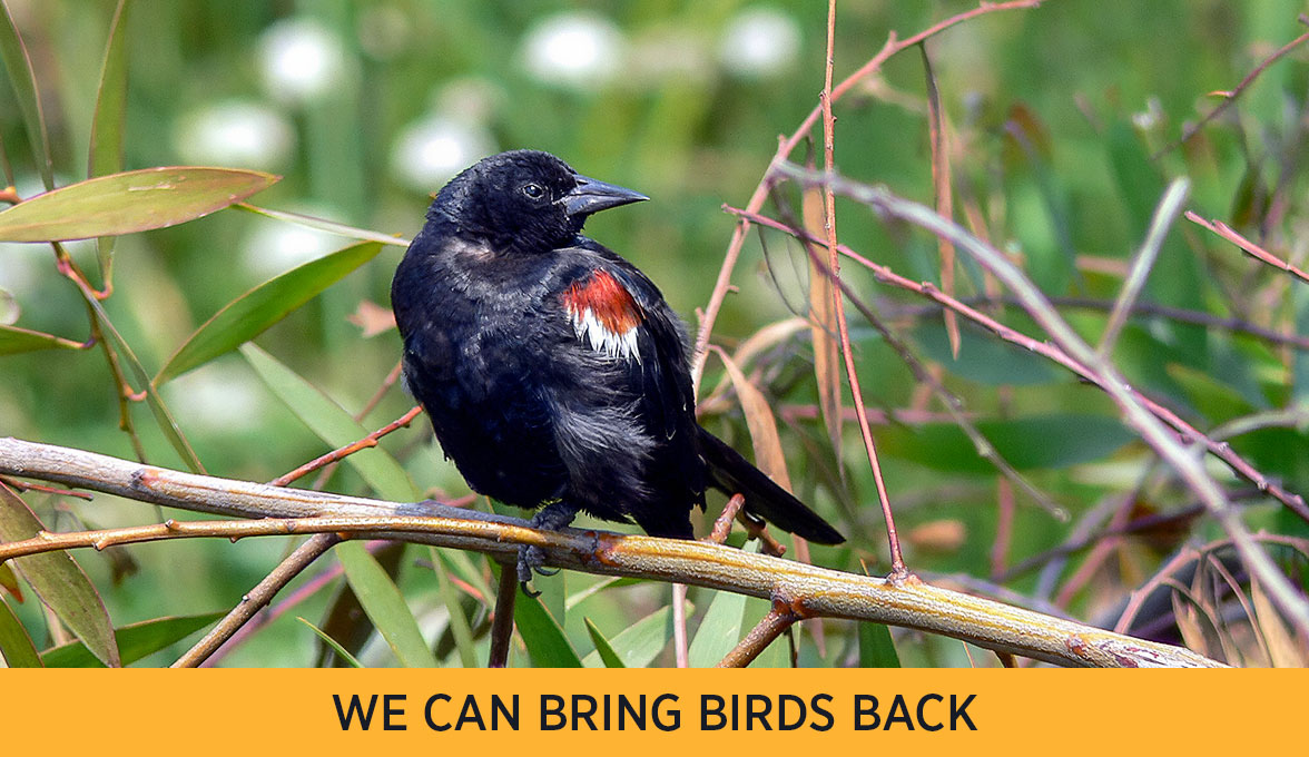 Tricolored Blackbird.