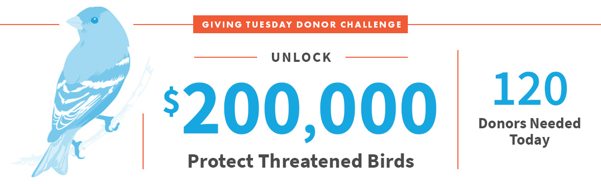 Unlock $200,000; Protect Threatened Birds; 120 Donors Needed