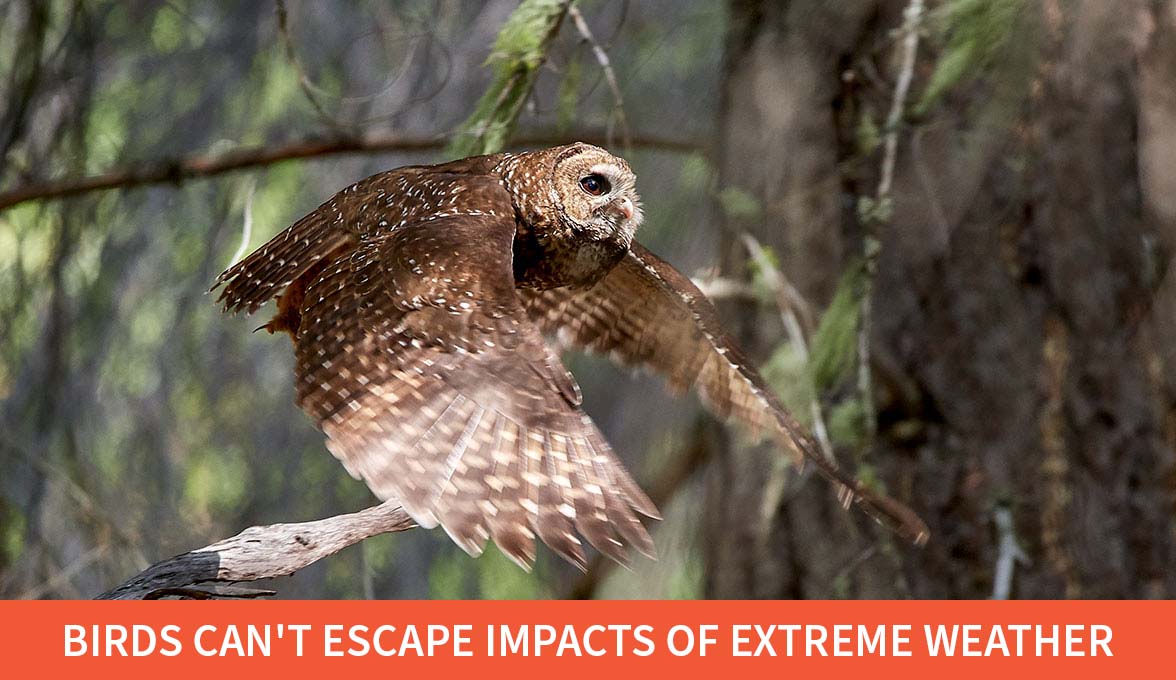 Northern Spotted Owl.