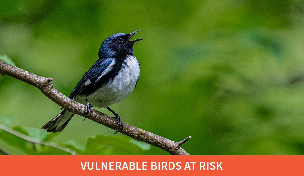 Vulnerable Birds at Risk; Black-throated Blue Warbler