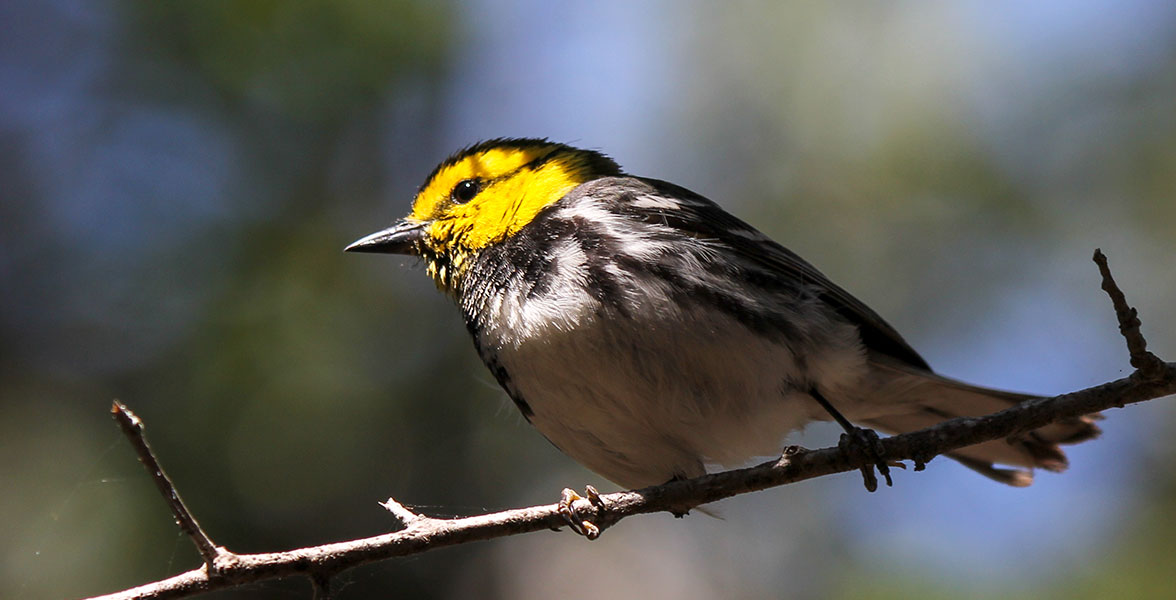 Golden-cheeked Warbler.