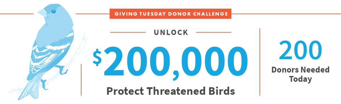 Unlock $200,000; Protect Threatened Birds; 200 Donors Needed